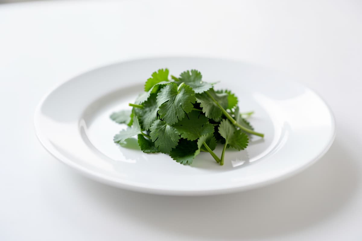 Cilantro